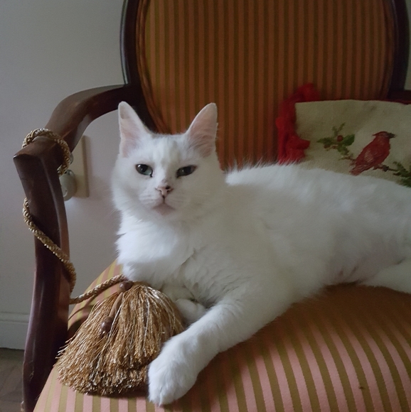 Meet your Posher, Lisa - Picture 2 of 12